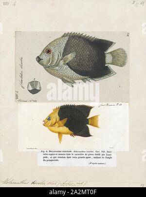 Holacanthus tricolor, Ausdrucken, die rock Schönheit (Holacanthus tricolor) ist eine Pflanzenart aus der Familie der Kaiserfische Pomacanthidae. Weitere Namen gehören Mais, Zucker, coshubba, Rock beasty, catalineta und gelb Nanny., 1700-1880 Stockfoto