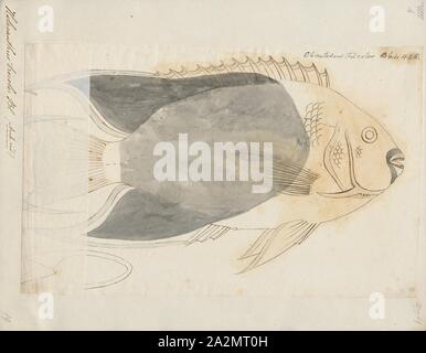 Holacanthus tricolor, Ausdrucken, die rock Schönheit (Holacanthus tricolor) ist eine Pflanzenart aus der Familie der Kaiserfische Pomacanthidae. Weitere Namen gehören Mais, Zucker, coshubba, Rock beasty, catalineta und gelb Nanny., 1700-1880 Stockfoto