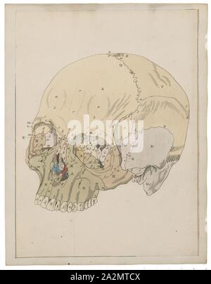 Homo sapiens, Drucken, Homo sapiens ist die einzige ihrer Art menschlichen Spezies. Der Name ist Lateinisch für "weiser Mann" und wurde im Jahre 1758 von Carl Linnaeus (Wer ist selbst der lectotype Für die Arten), Schädel Stockfoto