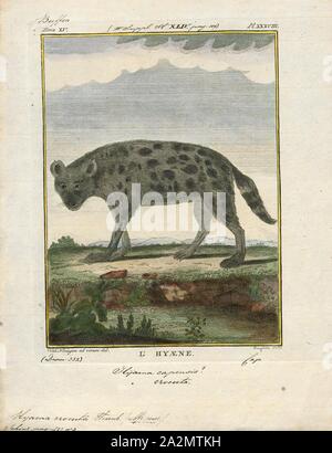 Tüpfelhyäne crocuta, Drucken, Hyäne ist eine Gattung mit zwei Arten von Hyänen: Der gestreifte Hyänen (Hyaena hyaena) aus Westasien und Nordafrika und die Braune Hyäne (Hyaena brunnea) aus dem südlichen Afrika. Die Braune Hyäne hat manchmal in einem separaten Gattung Parahyena, oder sogar in der sonst fossilen Gattung Pachycrocuta, aber neue Quellen gepflegt haben es in Hyäne zu platzieren., 1700-1880 Stockfoto