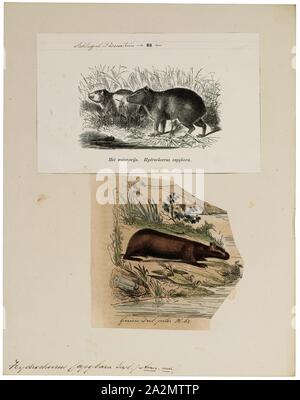 Wasserschwein Hydrochoerus, Drucken, das CAPYBARA (Hydrochoerus hydrochaeris) ist ein Säugetier aus Südamerika. Es ist das größte lebende Nagetier der Welt. Auch als chigüire, chigüiro (in Kolumbien und Venezuela) und carpincho, es ist Mitglied der Gattung Hydrochoerus, von denen die nur weitere Mitglied ist das geringere Capybara (Hydrochoerus isthmius). Seine engen Verwandten gehören Meerschweinchen und rock Meerschweinchen, und es ist mehr entfernt mit den Agouti, Chinchilla, und die nutrias. Das wasserschwein bewohnt, Savannen und dichte Wälder und lebt in der Nähe von Gewässern. Es ist eine sehr soziale Stockfoto