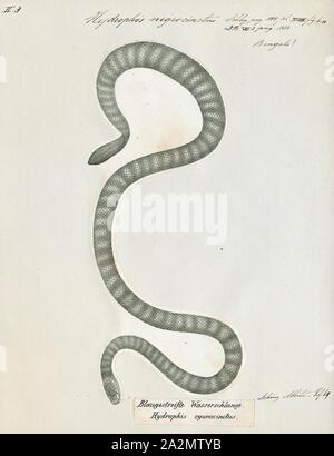 Hydrophis nigrocinctus, Drucken, Hydrophis nigrocinctus ist eine Pflanzenart aus der Gattung der marine Giftschlangen Elapidae (Hydrophiinae-sea Snake). Verteilung: Indischer Ozean: Indien, Bangladesch, Sri Lanka, Myanmar (Birma), Thailand, Malaysia, 1700-1880 Stockfoto