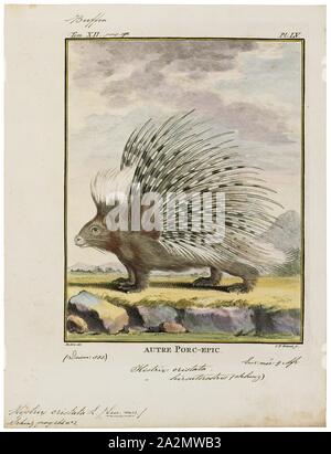 Hystrix cristata, Ausdrucken, die Gewöhnliches Stachelschwein (Hystrix cristata) ist eine Nagetierart aus der Familie Hystricidae in Italien, Nordafrika und Afrika südlich der Sahara, 1700-1880 Stockfoto