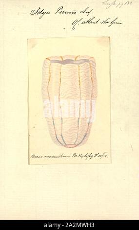 Idya peronii, Drucken, rippenqualle Beroe (), Beroe, die gemeinhin als die Zigarre kamm Gelees genannt, ist eine Pflanzenart aus der Gattung der Kamm Gelees in der Familie Beroidae Stockfoto