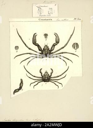 Inachus dorynchus, Drucken, Inachus phalangium, spider Leach's Crab, ist eine Pflanzenart aus der Gattung der Krabben aus der nord-östlichen Atlantik und Mittelmeer. Es ist mit bis zu 20,5 mm (0,81 in.) breit, und ist sehr ähnlich zu anderen Arten in der Gattung Inachus Stockfoto