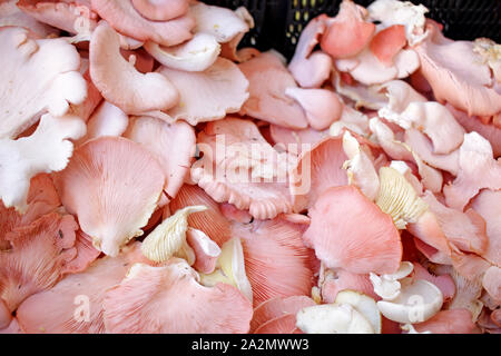 Pink Oyster mushroom. Pilze mit Lamellen. Pilze Muster. Champignons Hintergrund. Pleurotus ostreatus, Steinpilze Stockfoto