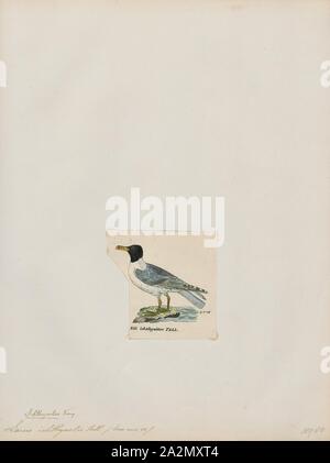 Larus ichthyaetus, Drucken, der Pallas Möwe oder große Lachmöwe (Ichthyaetus ichthyaetus) ist eine große Möwe. Wie bei vielen Möwen, Es ist von jeher in der Gattung Larus platziert. Der wissenschaftliche Name ist aus dem Griechischen. Aus ikhthus Ichthyaetus, 'Fisch Stockfoto