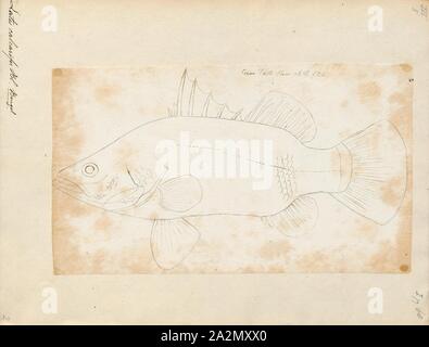 Lates calcarifer, Ausdrucken, die barramundi (Lates calcarifer) oder asiatischen Seebarsch, ist eine Pflanzenart aus der Gattung der Katadromer Fisch in der Familie Latidae der Ordnung Perciformes. Die Art ist weit verbreitet in der indo-west Pazifik aus Südasien nach Papua Neuguinea und im nördlichen Australien verteilt. Der Fisch ist als Pla kapong in Thai und als bhetki in Bengali bekannt Stockfoto