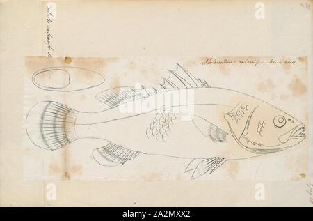 Lates calcarifer, Ausdrucken, die barramundi (Lates calcarifer) oder asiatischen Seebarsch, ist eine Pflanzenart aus der Gattung der Katadromer Fisch in der Familie Latidae der Ordnung Perciformes. Die Art ist weit verbreitet in der indo-west Pazifik aus Südasien nach Papua Neuguinea und im nördlichen Australien verteilt. Der Fisch ist als Pla kapong in Thai und als bhetki in Bengali bekannt., 1774-1804 Stockfoto