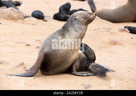 South African fur Seal weiblichen Kratzen am Kreuzkap, Namibia, Afrika Stockfoto