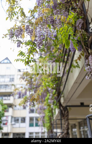 Blühende glyzinie Pflanzen auf dem Hintergrund einer Hauswand Stockfoto