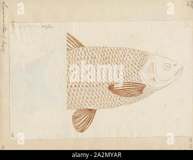 Leuciscus idus, Drucken, die Ide (leuciscus idus), oder orfe, ist ein Süßwasserfisch aus der Familie der Cyprinidae größere Flüsse, Teiche und Seen über Nordeuropa und Asien. Es hat außerhalb seiner Heimat in Europa, Nordamerika und Neuseeland eingeführt worden. Es ist eine beliebte Zierfische, in der Regel im Freien Teiche in gemäßigten Regionen, aus denen es oft entgeht., 1700-1880 Stockfoto