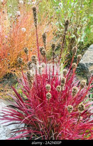 Autumn Liatris spicata, Rot dichter, lodernder Stern, Schwule Feder in rotem Herbstgarten herbstliche rote Blätter Stockfoto