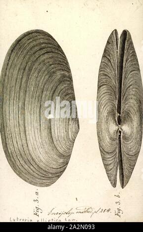 Lutraria elliptica, Drucken, Lutraria lutraria ist eine Pflanzenart aus der Gattung der großen marinen Muschelart in der Familie Mactridae. Den gemeinsamen Namen gehören den Otter shell und die gemeinsame Otter Shell. Es tritt in Küstenregionen des nordöstlichen Atlantik wo es lebt, im Sand begraben Stockfoto