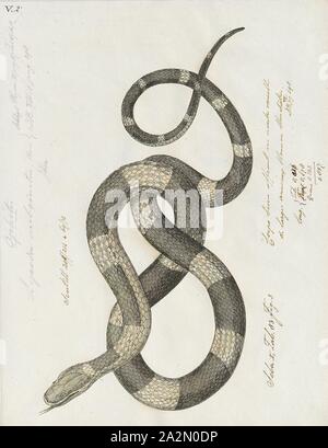 Lycodon subcinctus, Drucken, Lycodon subcinctus, die gemeinhin als die weiß gebändert Wolf Schlange oder Malaiische gebändert Wolf snake genannt, ist eine Pflanzenart aus der Gattung der Schlange der Familie Colubridae., 1734-1765 Stockfoto