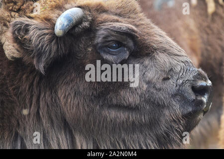 Pilsen, Tschechische Republik. 03 Okt, 2019. Ein Wisent (Bison bonasus), fast 23 Jahre alten Kuh Cvarka genannt, ist im Zoo Pilsen, Tschechische Republik, am 3. Oktober 2019 gesehen. Credit: Miroslav Chaloupka/CTK Photo/Alamy leben Nachrichten Stockfoto