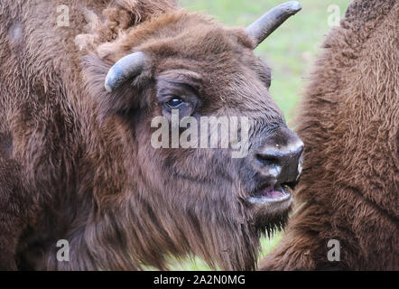 Pilsen, Tschechische Republik. 03 Okt, 2019. Ein Wisent (Bison bonasus), fast 23 Jahre alten Kuh Cvarka genannt, ist im Zoo Pilsen, Tschechische Republik, am 3. Oktober 2019 gesehen. Credit: Miroslav Chaloupka/CTK Photo/Alamy leben Nachrichten Stockfoto