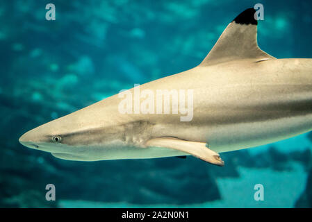 Schwarzspitzenriffhai (Carcharhinus melanopterus) im Georgia Aquarium in der Innenstadt von Atlanta, Georgia. (USA) Stockfoto