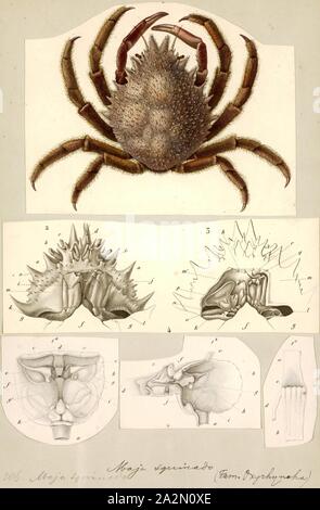 Maja squinado, Drucken, Maja squinado (Europäische Seespinne, stacheligen Seespinne oder Seespinnen) ist eine Pflanzenart aus der Gattung der wandernden Krabbe in der nord-östlichen Atlantik und Mittelmeer Stockfoto