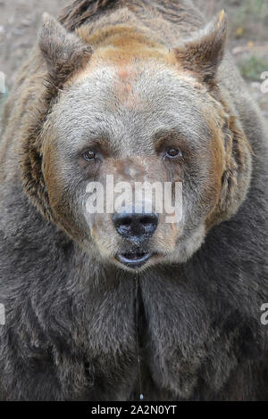 Pilsen, Tschechische Republik. 03 Okt, 2019. Braunbär (Ursus arctos), 38-Jahre alte Eber Pista genannt, ist in der Pilsner Zoo gesehen, der Tschechischen Republik, am 3. Oktober 2019. Credit: Miroslav Chaloupka/CTK Photo/Alamy leben Nachrichten Stockfoto