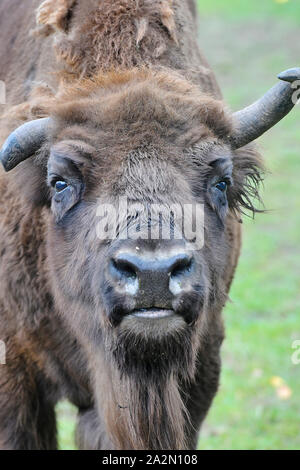 Pilsen, Tschechische Republik. 03 Okt, 2019. Ein Wisent (Bison bonasus), fast 23 Jahre alten Kuh Cvarka genannt, ist im Zoo Pilsen, Tschechische Republik, am 3. Oktober 2019 gesehen. Credit: Miroslav Chaloupka/CTK Photo/Alamy leben Nachrichten Stockfoto