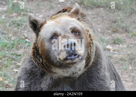 Pilsen, Tschechische Republik. 03 Okt, 2019. Braunbär (Ursus arctos), 38-Jahre alte Eber Pista genannt, ist in der Pilsner Zoo gesehen, der Tschechischen Republik, am 3. Oktober 2019. Credit: Miroslav Chaloupka/CTK Photo/Alamy leben Nachrichten Stockfoto