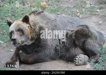 Pilsen, Tschechische Republik. 03 Okt, 2019. Braunbär (Ursus arctos), 38-Jahre alte Eber Pista genannt, ist in der Pilsner Zoo gesehen, der Tschechischen Republik, am 3. Oktober 2019. Credit: Miroslav Chaloupka/CTK Photo/Alamy leben Nachrichten Stockfoto