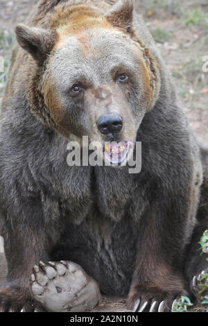 Pilsen, Tschechische Republik. 03 Okt, 2019. Braunbär (Ursus arctos), 38-Jahre alte Eber Pista genannt, ist in der Pilsner Zoo gesehen, der Tschechischen Republik, am 3. Oktober 2019. Credit: Miroslav Chaloupka/CTK Photo/Alamy leben Nachrichten Stockfoto