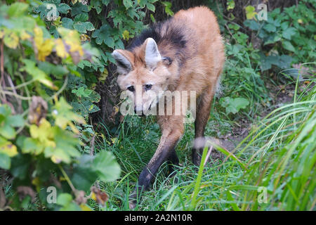 Pilsen, Tschechische Republik. 03 Okt, 2019. Ein mähnenwolf (Chrysocyon Brachyurus), 15 Jahre alt Hund namens Manzan, ist im Zoo Pilsen, Tschechische Republik, am 3. Oktober 2019 gesehen. Credit: Miroslav Chaloupka/CTK Photo/Alamy leben Nachrichten Stockfoto