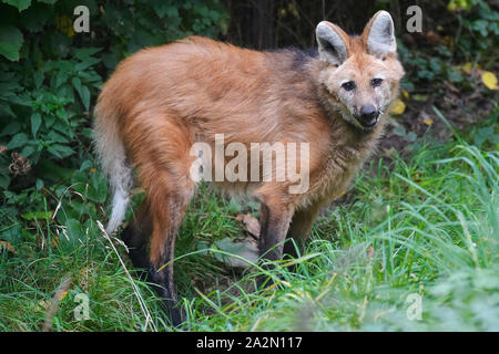 Pilsen, Tschechische Republik. 03 Okt, 2019. Ein mähnenwolf (Chrysocyon Brachyurus), 15 Jahre alt Hund namens Manzan, ist im Zoo Pilsen, Tschechische Republik, am 3. Oktober 2019 gesehen. Credit: Miroslav Chaloupka/CTK Photo/Alamy leben Nachrichten Stockfoto