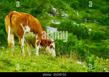 Grasende Kuh auf einer schrägen steilen Bergwiese in den Alpen Stockfoto