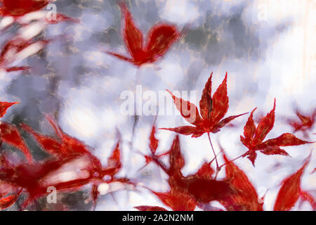 Watercolor Illustration: Blätter der Roten japanischen Ahorn (Acer japonicum) vor einem verschwommenen hellen Bokeh Stockfoto