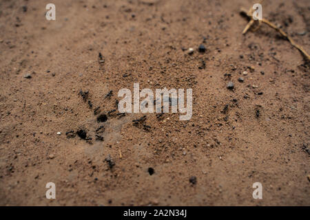 Schwarze Ameise auf dem Boden. Mit Lebensmitteln in das Nest Stockfoto