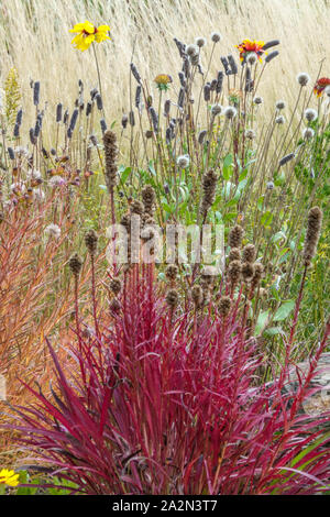 Dicht leuchtender Stern Liatris spicata roter Garten Grenze Herbst Liatris Herbst Prairie Schwulenfeder Stockfoto