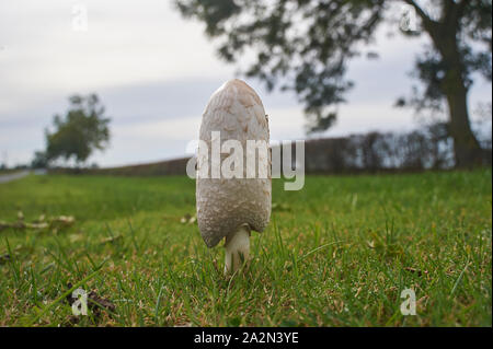 Shaggy ink Kappe, der Anwalt von Perücke, Shaggy Mane (Coprinus comatus), Fruchtkörper wachsen auf einem strassenrand in East Yorkshire Stockfoto