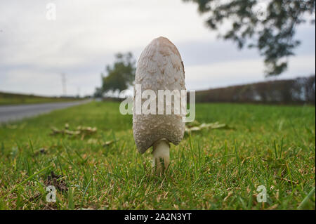 Shaggy ink Kappe, der Anwalt von Perücke, Shaggy Mane (Coprinus comatus), Fruchtkörper wachsen auf einem strassenrand in East Yorkshire Stockfoto