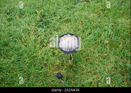 Shaggy ink Kappe, der Anwalt von Perücke, Shaggy Mane (Coprinus comatus), Fruchtkörper wachsen auf einem strassenrand in East Yorkshire Stockfoto
