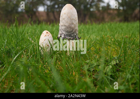 Shaggy ink Kappe, der Anwalt von Perücke, Shaggy Mane (Coprinus comatus), Fruchtkörper wachsen auf einem strassenrand in East Yorkshire Stockfoto