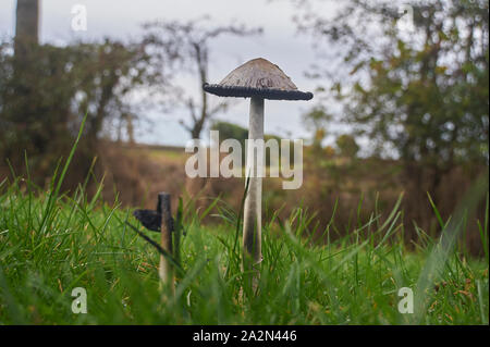 Shaggy ink Kappe, der Anwalt von Perücke, Shaggy Mane (Coprinus comatus), Fruchtkörper wachsen auf einem strassenrand in East Yorkshire Stockfoto