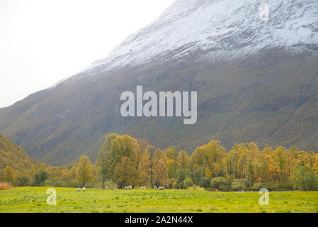 Schafe in Signaldalen Tal, Storfjord, Troms, Norwegen Stockfoto