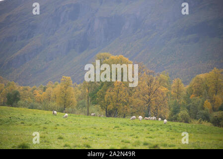 Schafe in Signaldalen Tal, Storfjord, Troms, Norwegen Stockfoto