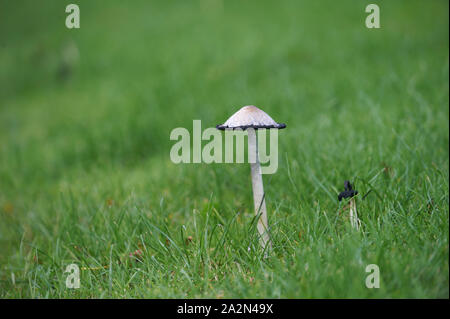 Shaggy ink Kappe, der Anwalt von Perücke, Shaggy Mane (Coprinus comatus), Fruchtkörper wachsen auf einem strassenrand in East Yorkshire Stockfoto