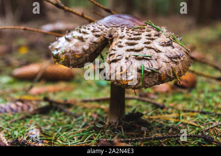 In der Nähe von Parasol Pilze im Wald Stockfoto