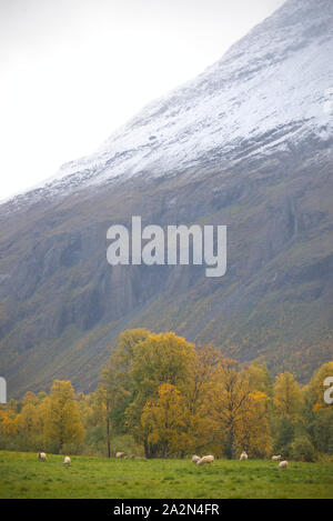 Schafe in Signaldalen Tal, Storfjord, Troms, Norwegen Stockfoto