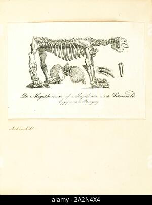 Megatherium cuvierii, Drucken, Megatherium ist eine Gattung von Elefant mittleren Boden Faultiere endemisch auf Südamerika, manchmal auch die Giant Ground Sloth, der von den frühen Pliozän bis zum Ende des Pleistozän gelebt. Nur wenige andere Landsäugetiere erreicht oder übertroffen, Megatherium in der Größe, wie große proboscideans (z.b. Elefanten) und den riesigen Nashorn Paraceratherium. Megatherium wurde erstmals im Jahre 1788 entdeckte auf der Bank der Lujan Fluss in Argentinien, der holotyp Probe wurde dann nach Spanien abgesandt wurden, im folgenden Jahr. Darin heisst es, die Aufmerksamkeit der geschätzten Paläontologe gefangen Stockfoto