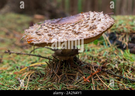 In der Nähe von Parasol Pilze im Wald Stockfoto