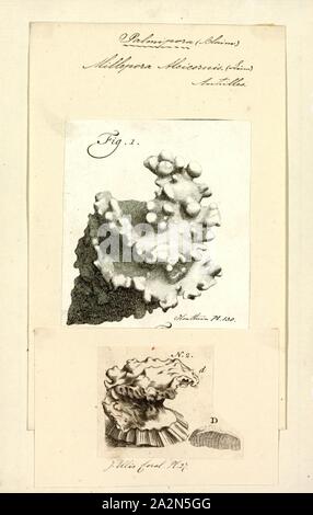 Millepora alcicornis, Drucken, Millepora alcicornis, oder das Meer Ingwer, ist eine Pflanzenart aus der Gattung der kolonialen Feuer Koralle mit einer kalkhaltigen Skelett. Es ist auf flachem Wasser Korallenriffe in den tropischen West Atlantik gefunden. Es zeigt eine Vielzahl von verschiedenen Morphologien je nach Lage. Er ernährt sich von Plankton und leitet einen Teil seines Energiebedarfs aus Mikroalgen in ihren Geweben gefunden. Es ist ein wichtiges Mitglied der Riffbildende Gemeinschaft und unterliegen den gleichen Bedrohungen wie andere Korallen. Es können schmerzhafte Stiche zu Unachtsame Taucher führen Stockfoto