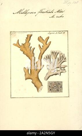 Millepora forskali, Drucken, Millepora alcicornis, oder das Meer Ingwer, ist eine Pflanzenart aus der Gattung der kolonialen Feuer Koralle mit einer kalkhaltigen Skelett. Es ist auf flachem Wasser Korallenriffe in den tropischen West Atlantik gefunden. Es zeigt eine Vielzahl von verschiedenen Morphologien je nach Lage. Er ernährt sich von Plankton und leitet einen Teil seines Energiebedarfs aus Mikroalgen in ihren Geweben gefunden. Es ist ein wichtiges Mitglied der Riffbildende Gemeinschaft und unterliegen den gleichen Bedrohungen wie andere Korallen. Es können schmerzhafte Stiche zu Unachtsame Taucher führen Stockfoto