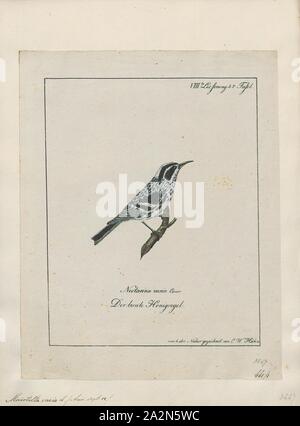 Mniotilta Varia, Drucken, das schwarz-weiße Warbler (Mniotilta varia) ist eine Pflanzenart aus der Gattung der Neuen Welt warbler, und der einzige Vertreter seiner Gattung, Mniotilta., 1700-1880 Stockfoto