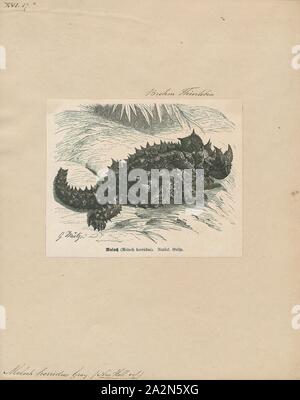 Moloch Horridus, Ausdrucken, die Thorny Devil (Moloch Horridus), häufig auch als der Berg Teufel, dornigen Eidechse, dornige Drachen, und Moloch genannt, ist eine Pflanzenart aus der Gattung der Eidechse in der Familie Agamidae. Die Art ist endemisch in Australien. Es ist die einzige Art in der Gattung Moloch., 1700-1880 Stockfoto